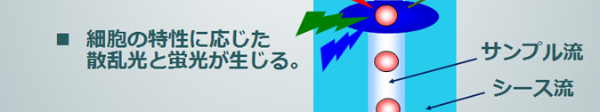細胞の特性に応じた散乱光と蛍光が生じる。