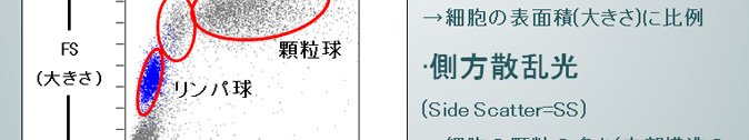 レーザー光　側方散乱光：SS→内部構造の複雑さ