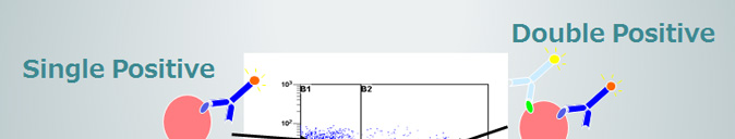 Single Positive  Double Positive