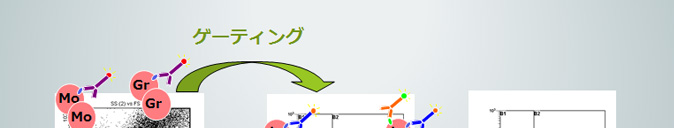 ゲーティング　リンパ球集団