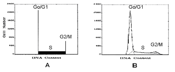 図2．細胞周期測定データ（A：理想的なデータ、B：実際の測定データと各期）