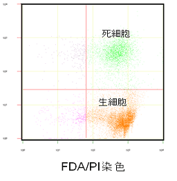 図６．アポトーシス測定（ＹＯ－ＰＲＯ－1/ＰＩ法）