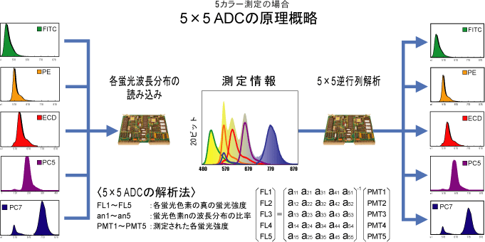 FCMの原理入門 Ⅶ.パルス処理系(5) 蛍光補正  サイトメトリードットコム