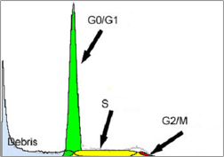 2005 528457号 dna損傷誘発性細胞周期g2チェックポイントを排除し そして またはdna損傷処置の抗癌活性を増強する化合物 Astamuse