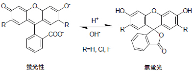 fluorescein誘導体