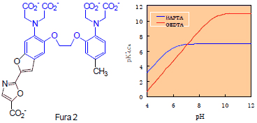 図2　(左)　BAPTAの構造(青部分)、(右)BAPTAとGEDTAのカルシウム親和性のpH依存性