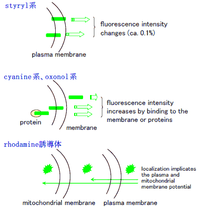 図6　膜電位感受性色素のメカニズム