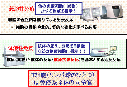 免疫系の中心はリンパ球 検査室のためのfcm検査の基礎 サイトメトリードットコム