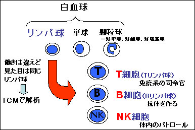 Bリンパ球