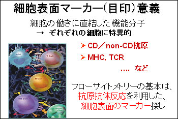 細胞表面マーカー(目印)意義