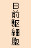 Ｂ前駆細胞