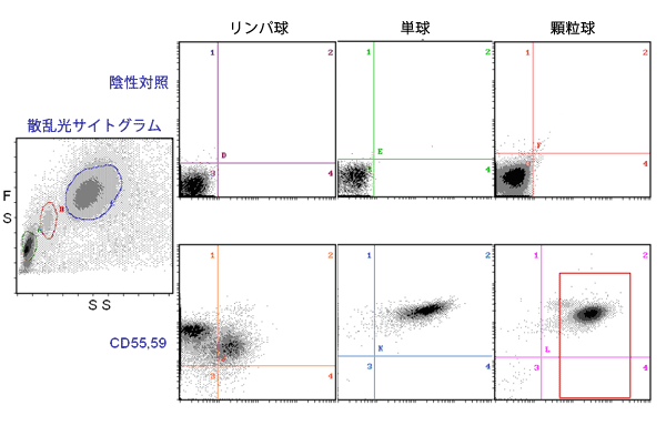 白血球における PNH型血球(CD55,59染色)の解析 (健常人)