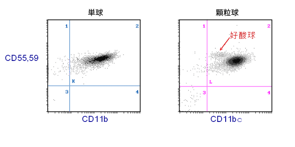 単球および好酸球におけるCD11bおよびCD55,59の染色性