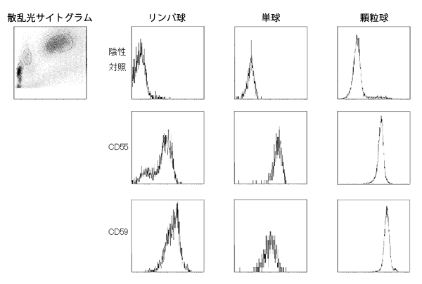 間接蛍光抗体法による白血球のCD55,59染色性(健常人)