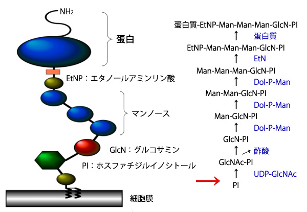 GPIアンカー型幕抗原の基本構造