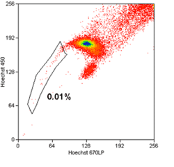 Side Population Cell（SP細胞）