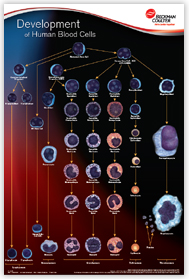 Development of Human Blood cells