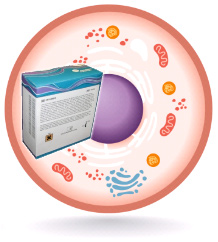 細胞内と細胞表面抗原の同時染色用　前処理試薬　PerFix-ncキット