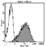 HELA細胞をIM3454で染色。