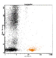 IntraPrepで溶血・膜透過処理を行った正常末梢血をIM2221で染色。