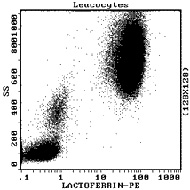 IntraPrepで膜透過処理を施した正常末梢血。IM2742で染色。