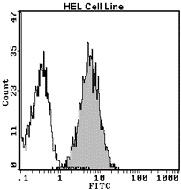 HEL細胞をIM2085で間接免疫染色。