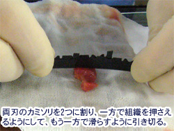 長軸に垂直に割