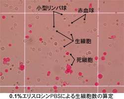 0.1％エリスロシンＰＢＳによる生細胞数の算定