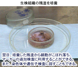 別に培養