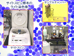 細胞像の観察