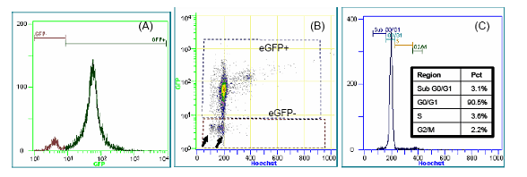 図2．eGFP発現細胞または非発現細胞の細胞周期の解析